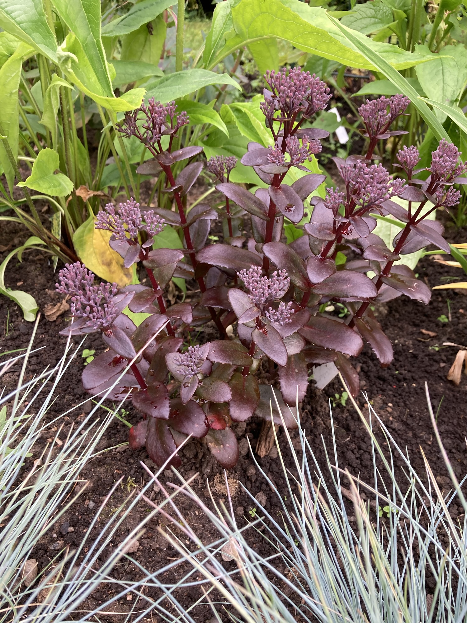 Kikkahari 'Dark Magic'