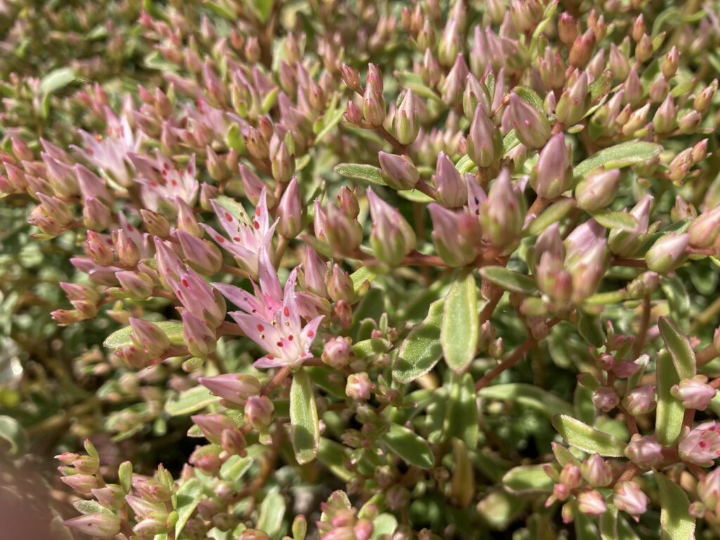 Kanahari 'Tricolor'