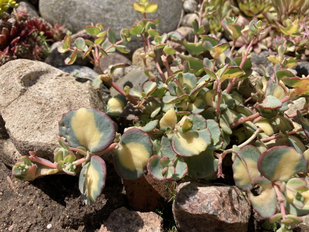 Sieboldi kikkahari 'Mediovariegata'